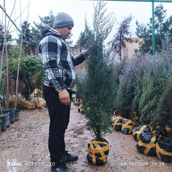 Саженцы шымкент вид