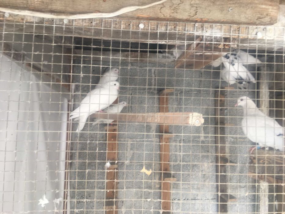 Продавам закъртени бемкалии (карабенлии)