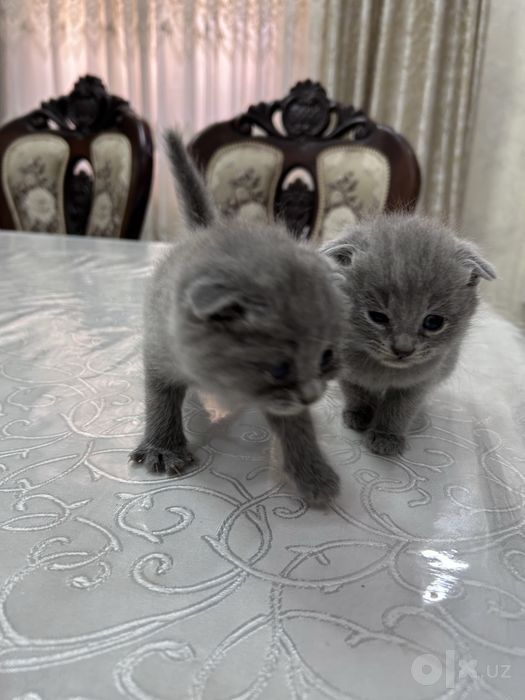Продается котята