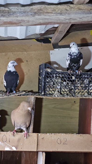 Голуби разные, подробная информация в описании