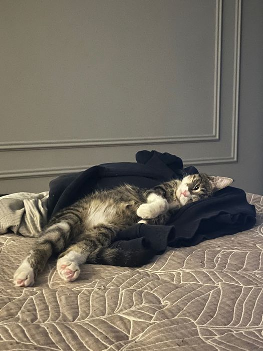 Отдам котенка в добрые руки