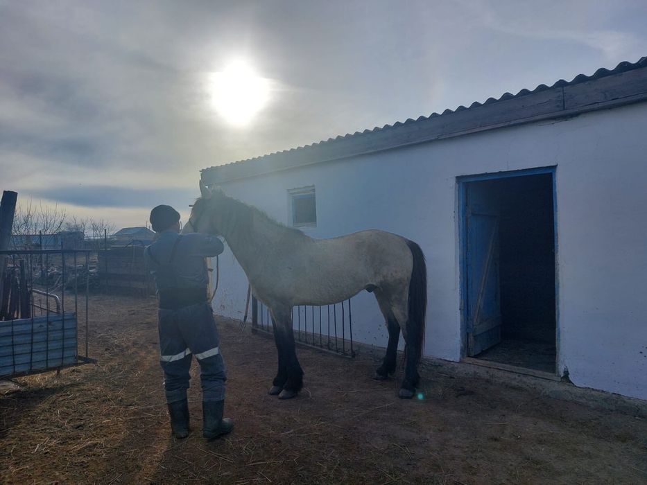 Айғыр (Жеребец )