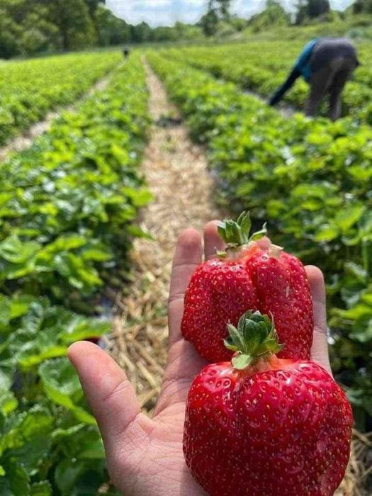 Качествен разсад ягоди и малини