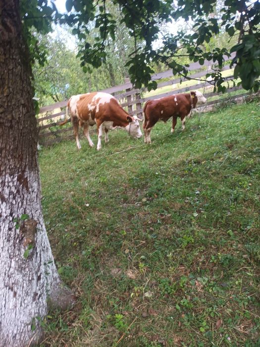 Vând juninca fatată de două luni