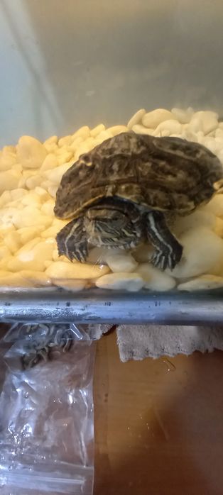 Продаю красноухую черепаху