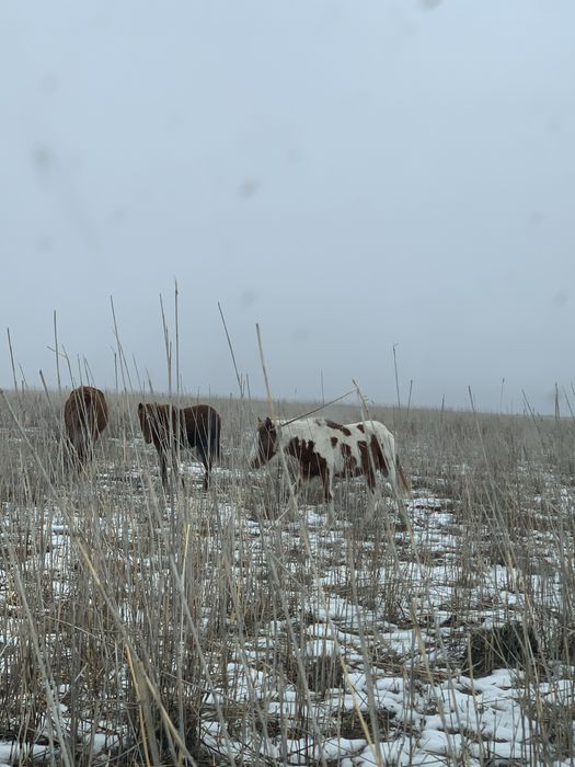 Тай шығар жабағылар сатылады