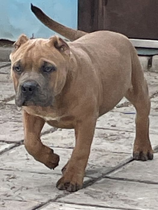 Щенки американский булли