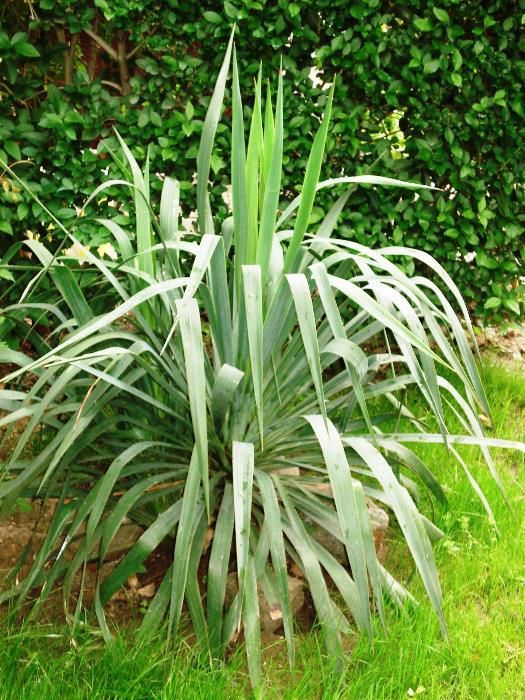 Дневна лилия градински вечнозелени растения,