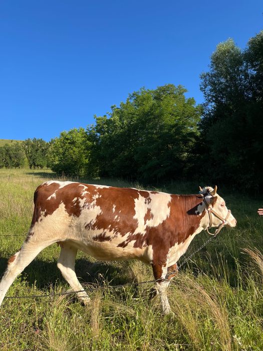 Vaca tanara cu vitel in burta