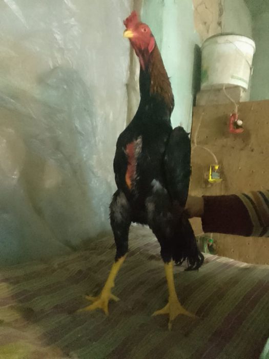 Дакан қораз/Бойцовый петух