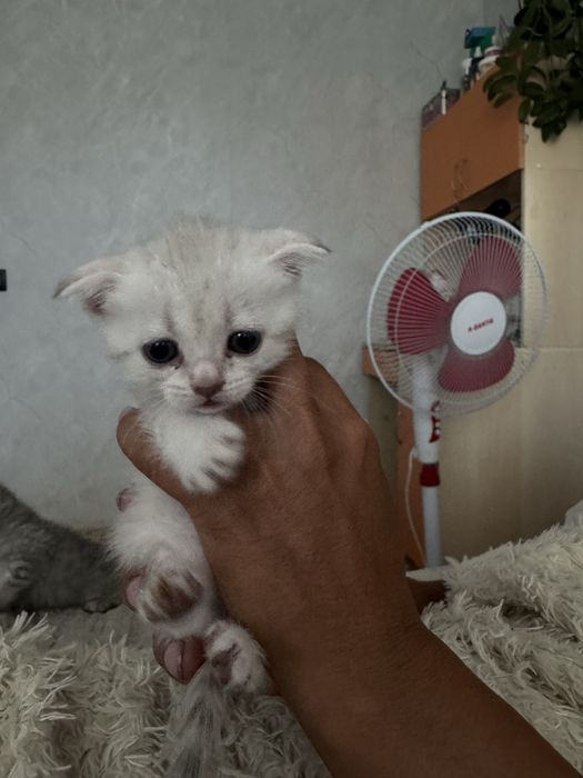 котята шотландские