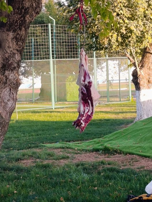 Qoylar qoy Qõchqorla sotladi gõshtini kilosga 135.000 mingdan  aksiya