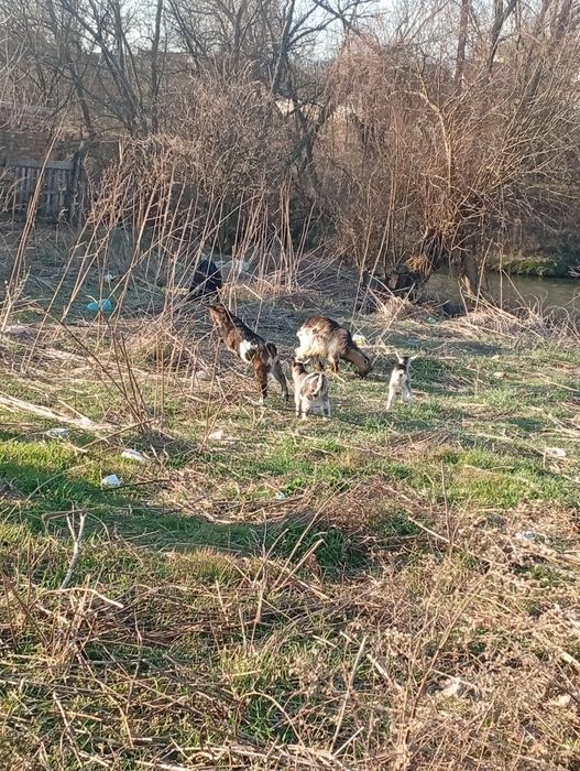 Vând 5 capre și patru iezi