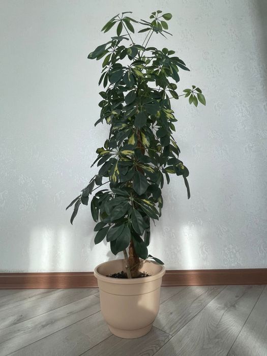 Шеффлера «Бианка»-стильное украшение для вашего пространства!