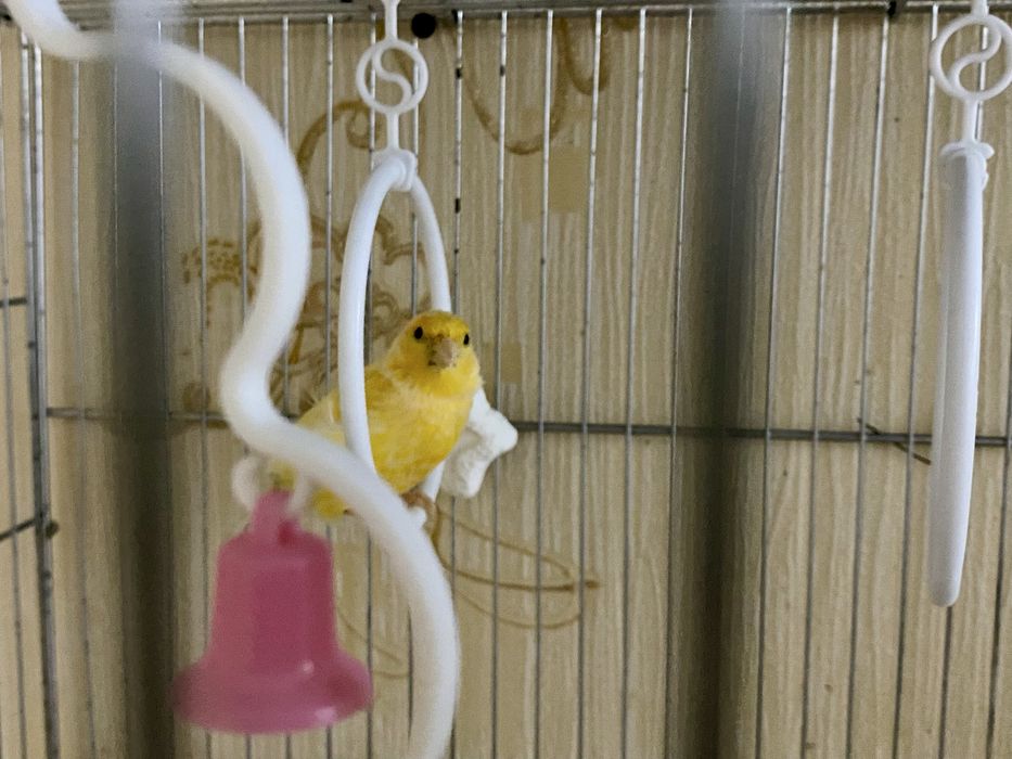 Продаются готовые самки канарейки