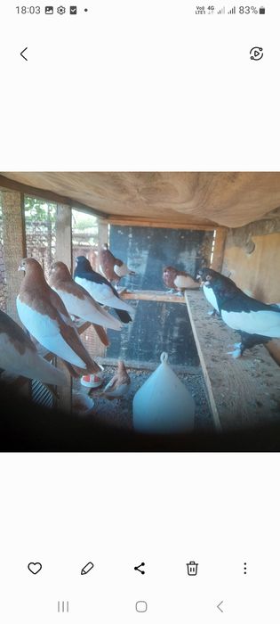 Porumbei standard și bălțați