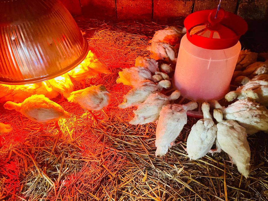 Pui de curcă zburați