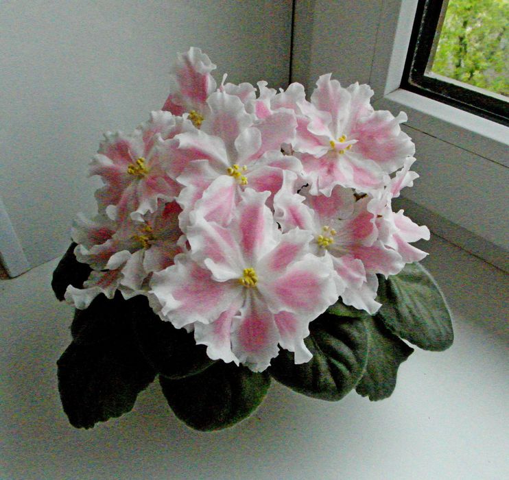 Продам цветущие сортовые фиалки