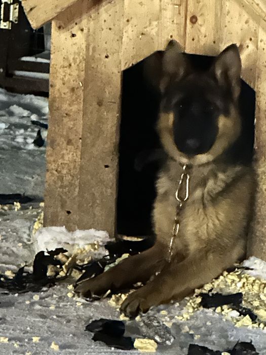 Продам Немецкую овчрку