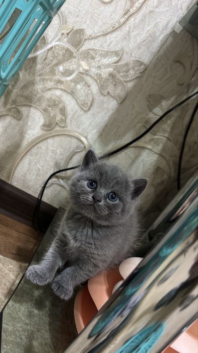 Продается Котята