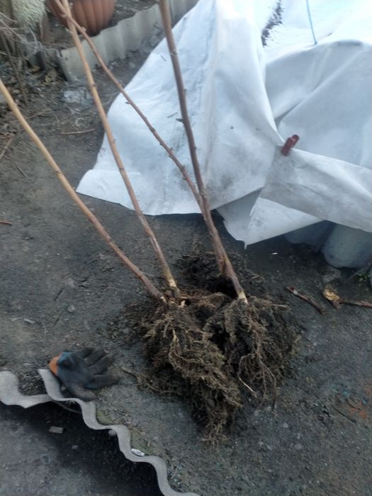 Продам корни малины