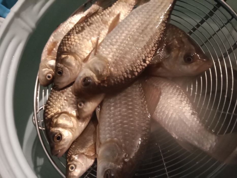Продам живого карася. (Живец)