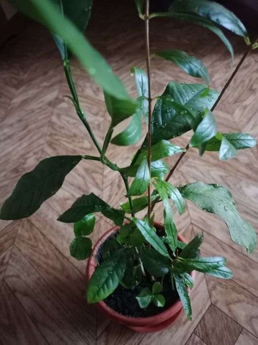 Мандариновое дерево продам .