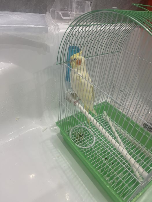 продам  попугай карелла