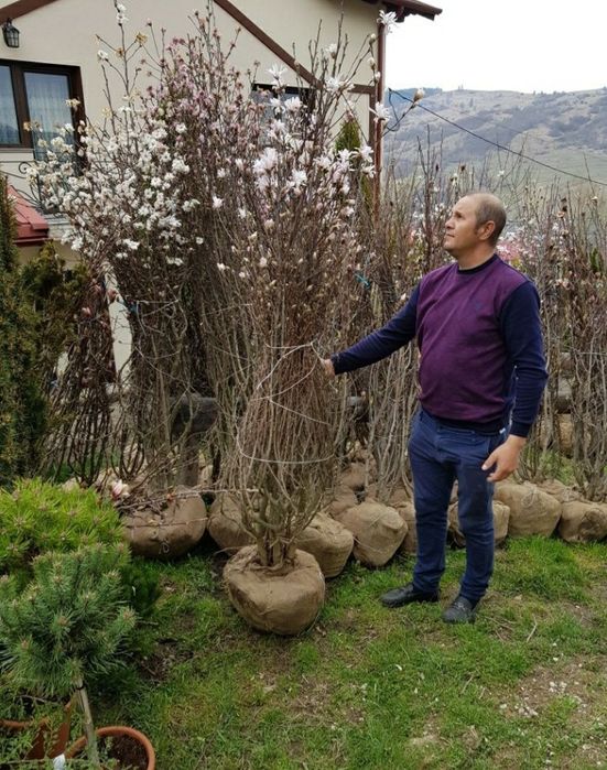 Magnolia amenajări  grădini