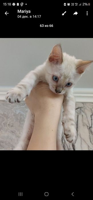 Бенгальские котята в любимцы