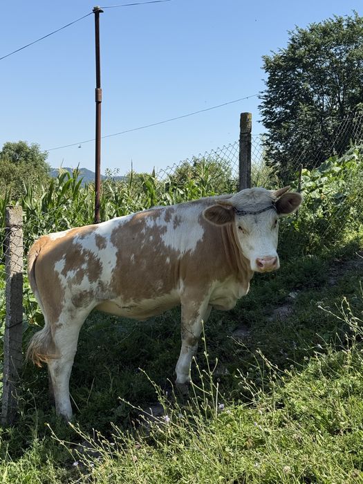 Vand junca balțata romaneasca, 1 an