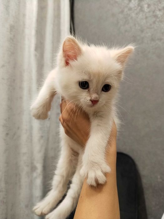 Котенок белый бесплатно