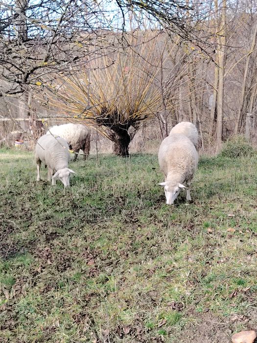 Oi frize a doua fătare gestante