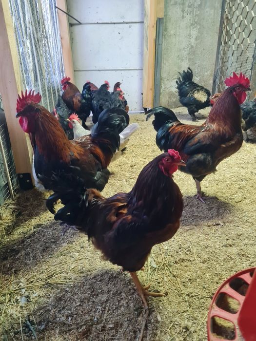 Свободни Млади Петли