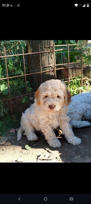 Lagotto Romanolio мъжко