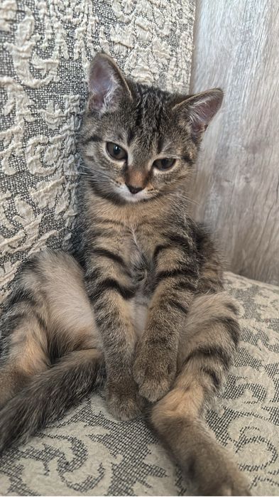 Котенок. Чистый приученный к людам
