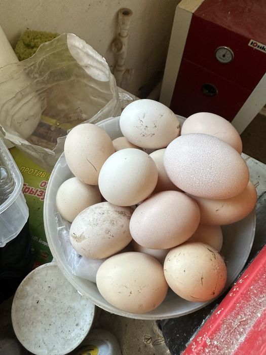 Яйцо куриное домашнее