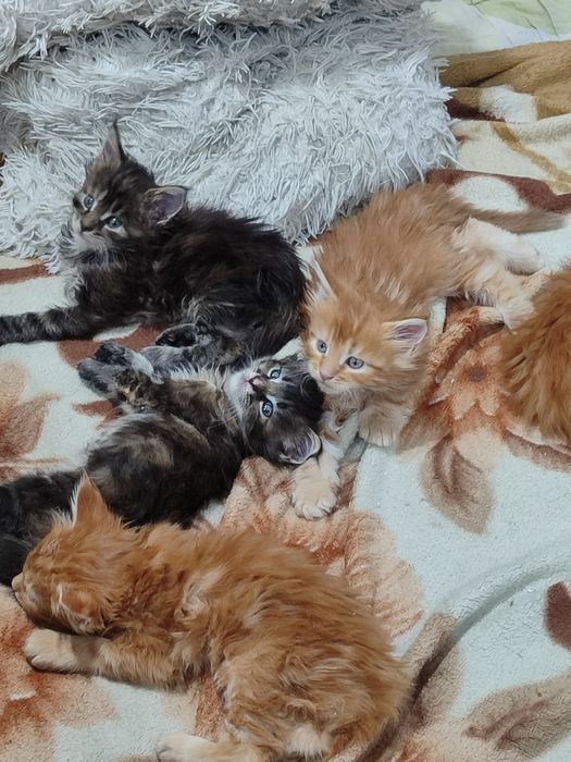 Котята породы Мейн Кун