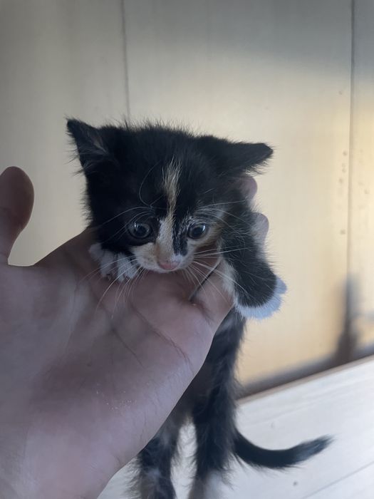 Четыре охорных котенка