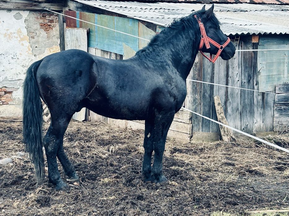 Cal negru 4 ani castrat 1,62 greaban , superb Targu-Mures • OLX.ro