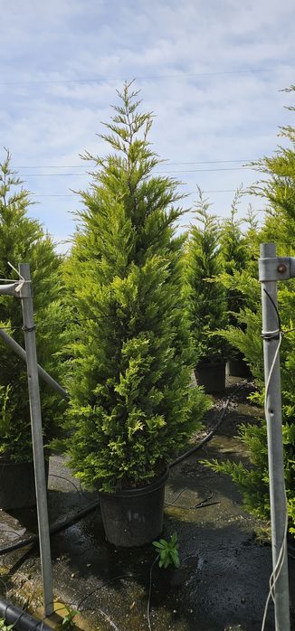 Leylandi gold - photinia red robin- prunus pisardi rosu