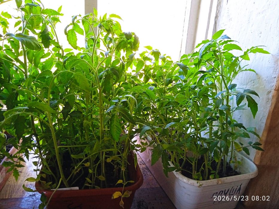 Продам домашнюю рассаду