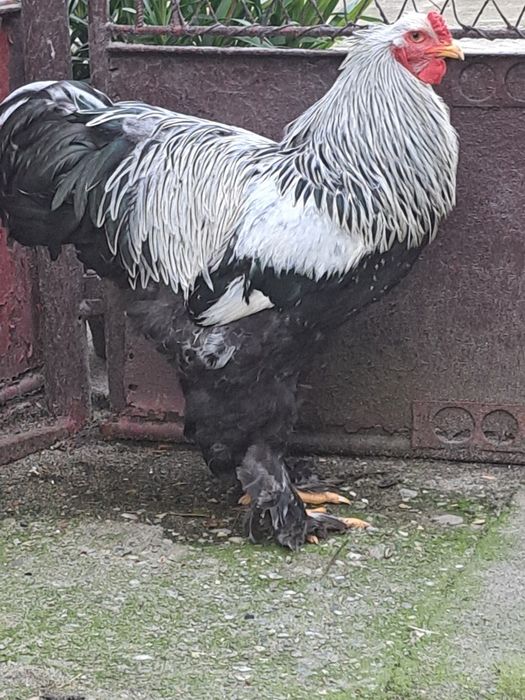 Cocoși brahma herminat inchis