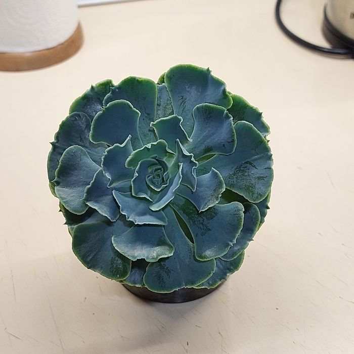 Продам цветок...