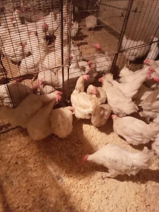 Куры-несушки белые.