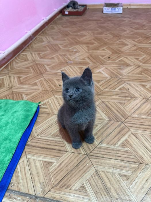 Котята британский породы 1,5 мес