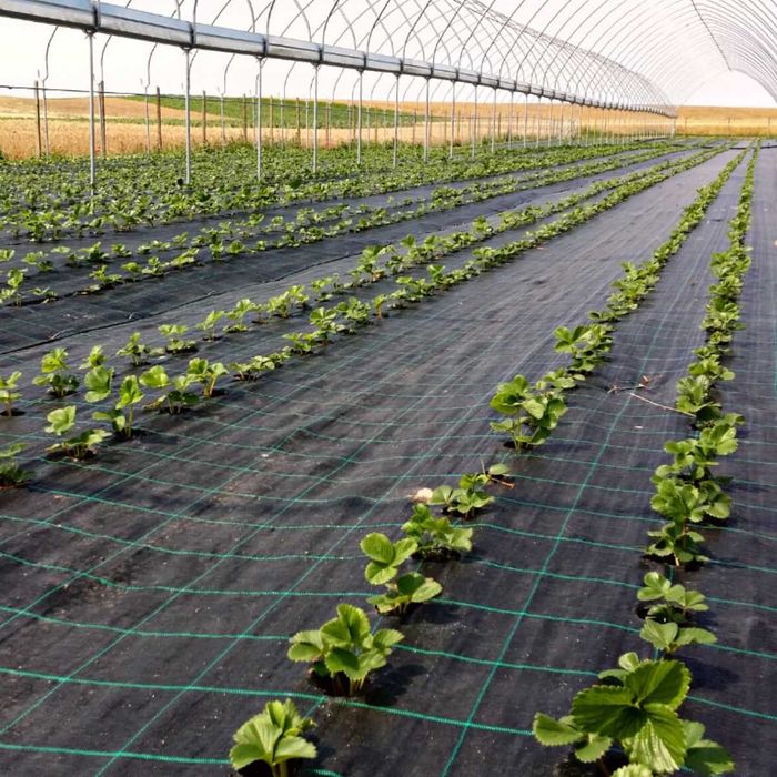 Agrotextil AntiBruieni, Folie Mulcire, PREMIUM, UV, de la 250lei