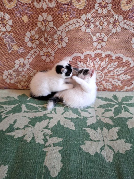 Отдам котят даром в добрые руки.Фергана.