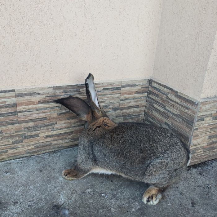 Vînd Femela și mascul uriaș german gri