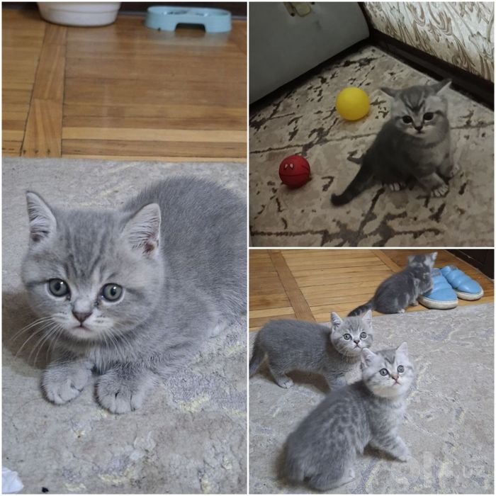 Котята скотиш страйт фолд